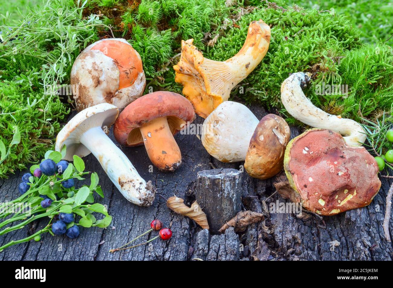 Wild fruits and variety of edible mushrooms in a moss on grunge wooden table Stock Photo
