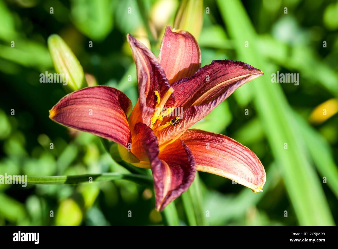 Hemerocallis ‘Little Wine Cup’ a spring flowering plant commonly known