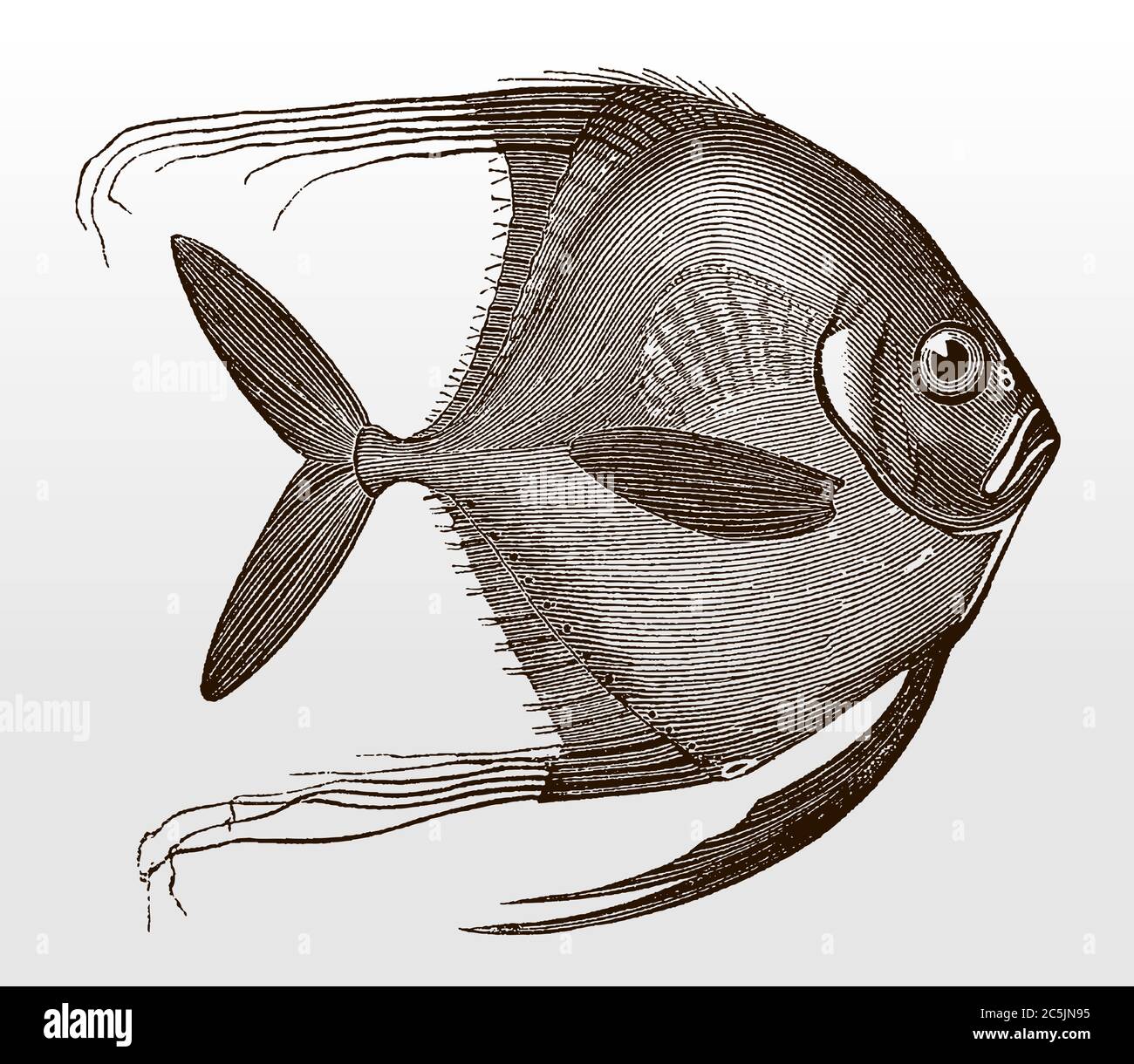 Juvenile African pompano, alectis ciliaris, a tropical marine fish in side view after an antique illustration from the 19th century Stock Vector