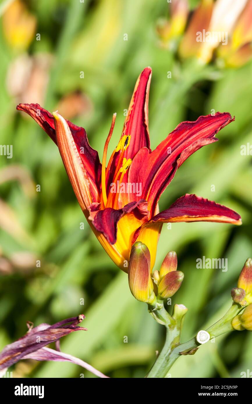 Hemerocallis 'Stafford' a spring flowering plant commonly known as daylily Stock Photo