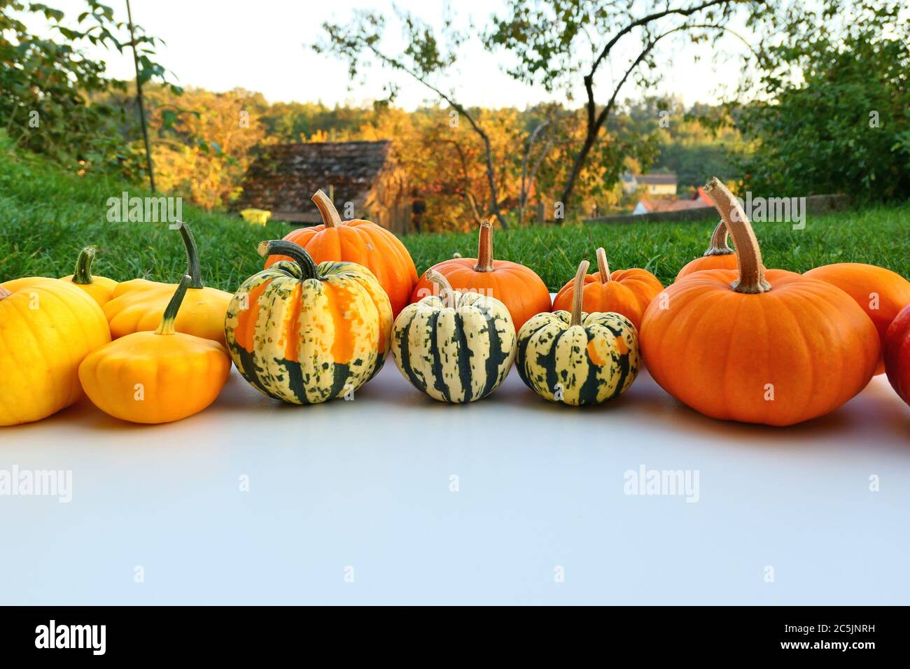 Mini pumpkins harvest in autumn garden Stock Photo - Alamy