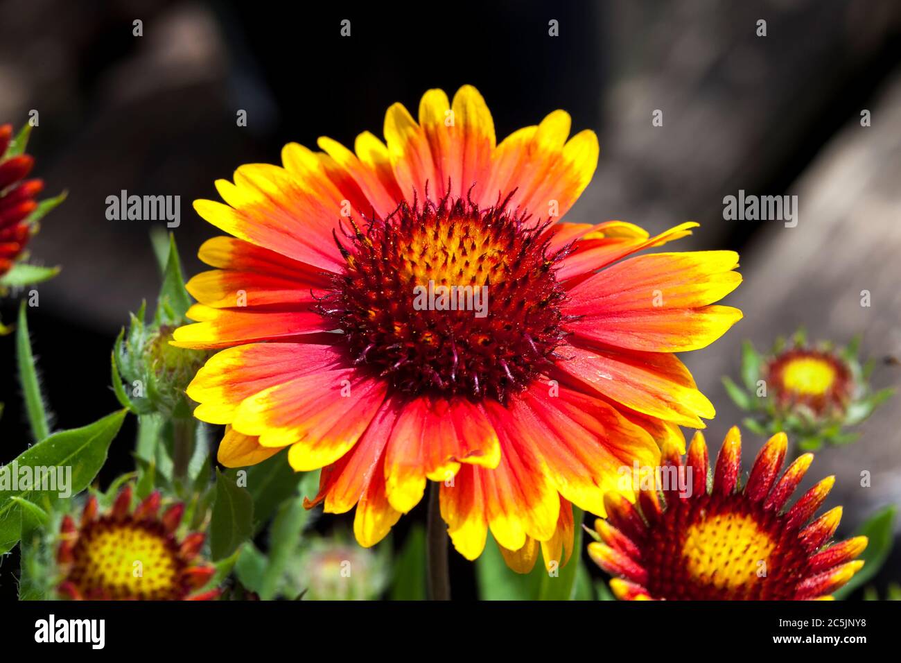Gaillardia 'Arizona Sun' a spring summer flowering plant commonly known