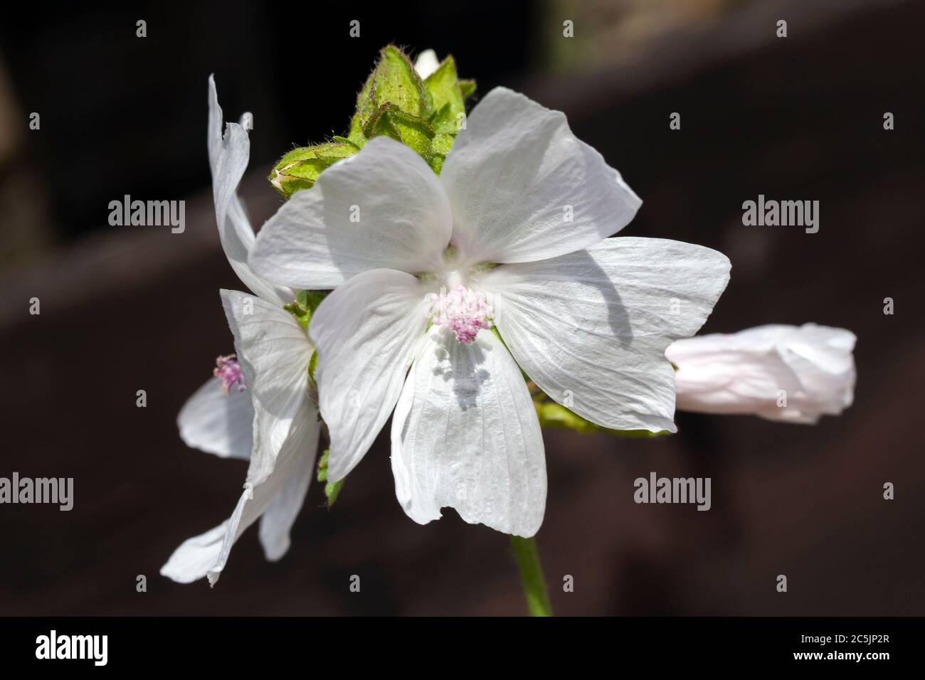 Malva 'Alba' a white herbaceous springtime summer flower plant commonly known as musk mallow Stock Photo