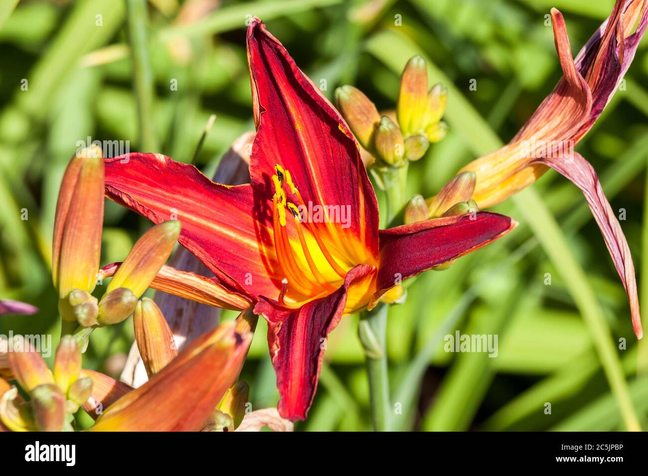 Hemerocallis 'Stafford' a spring flowering plant commonly known as daylily Stock Photo