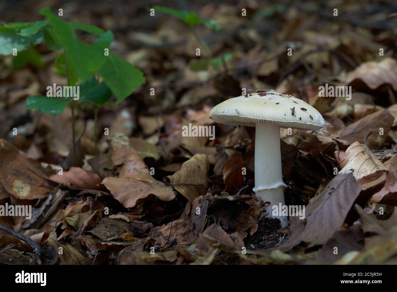 Poisonous mushroom Amanita gemmata growing in the beech forest. Also known as gemmed Amanita or the jonquil Amanita. Beech leaf on the ground. Stock Photo