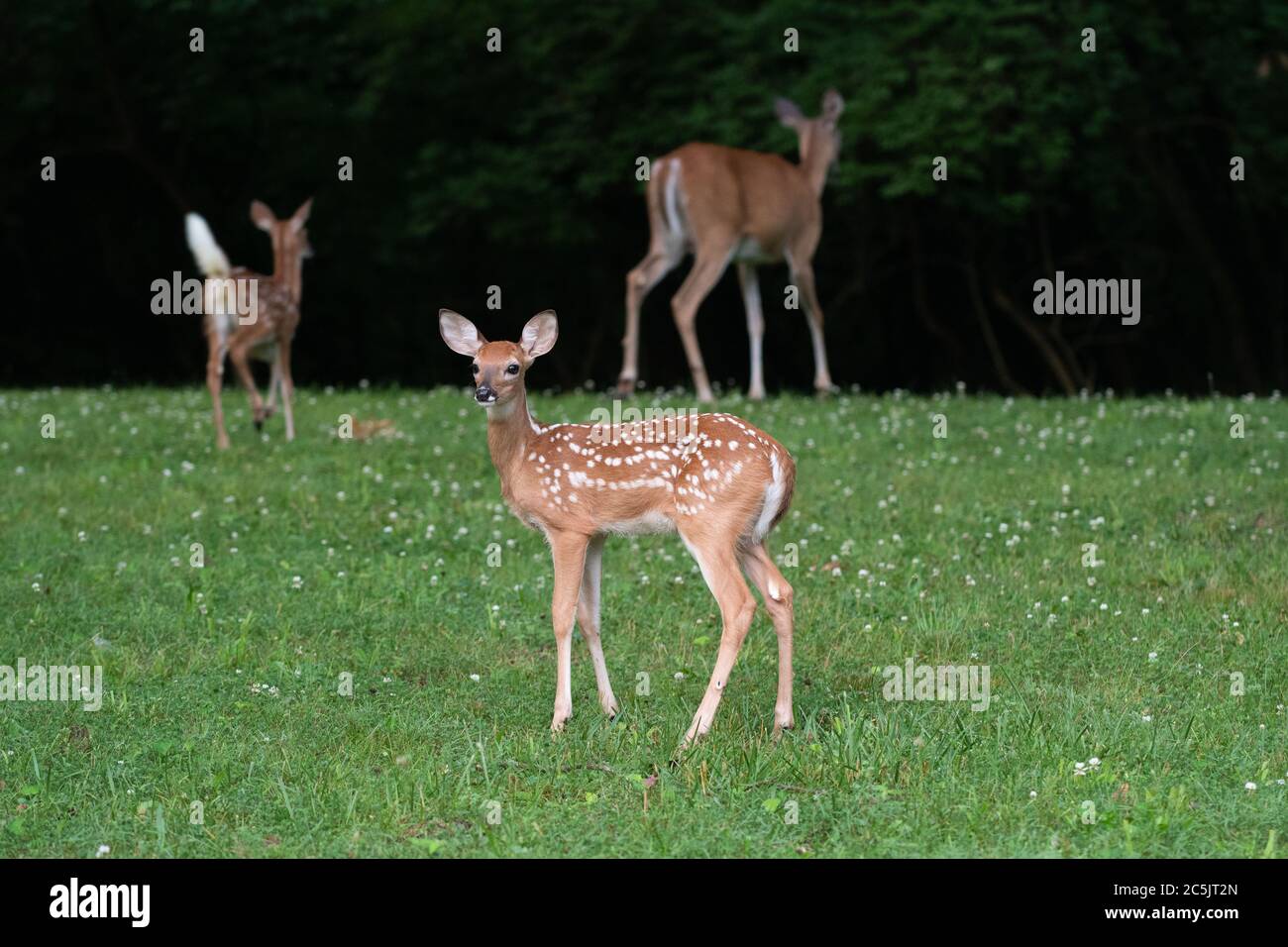 Whitetailed deer fawn in foreground with twin fawn and doe background n an open field in summer Stock Photo
