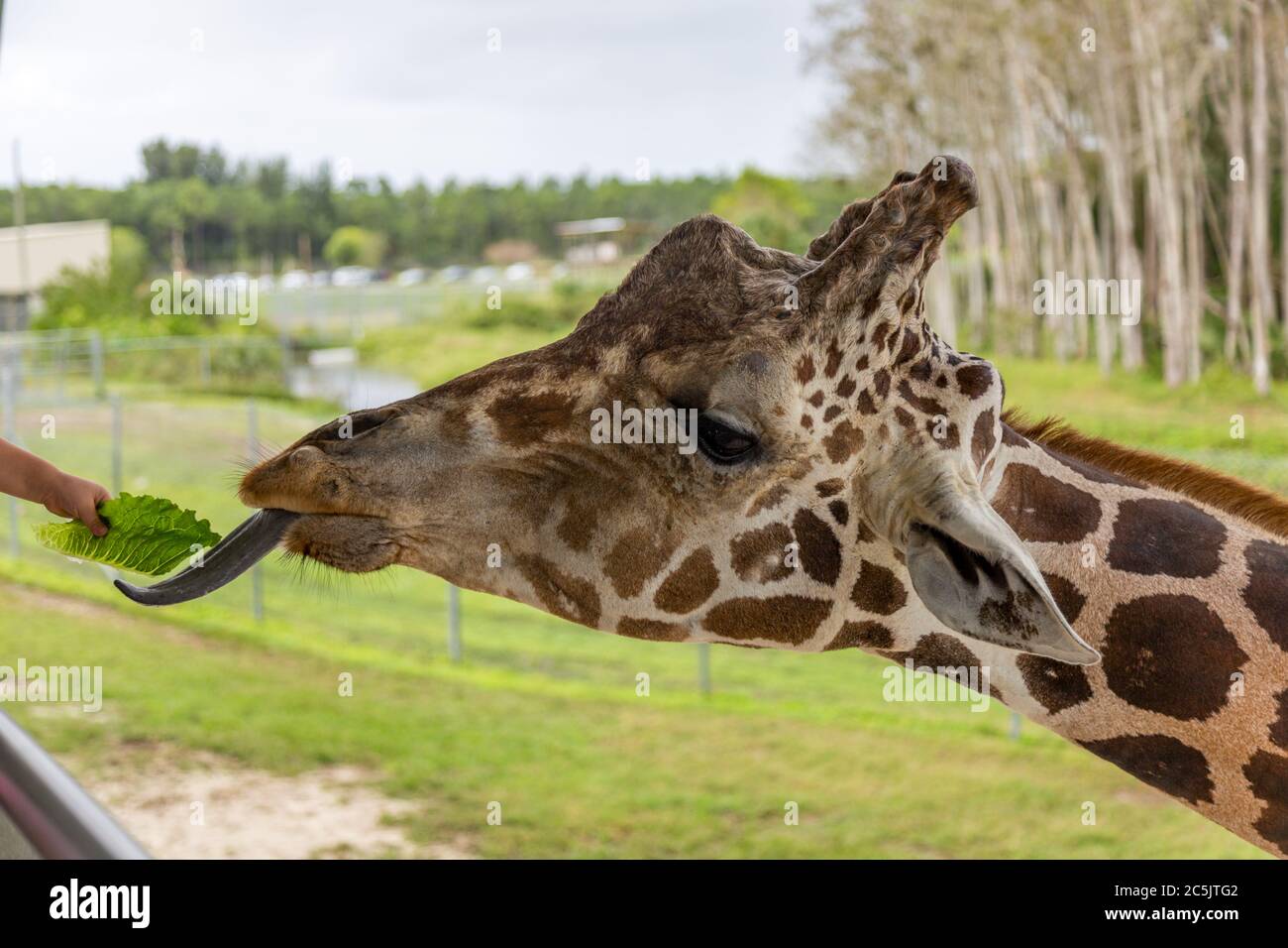 A giraffe at the Lion Country Safari animal park reaches for a leaf of lettuce with his long black tongue. Stock Photo