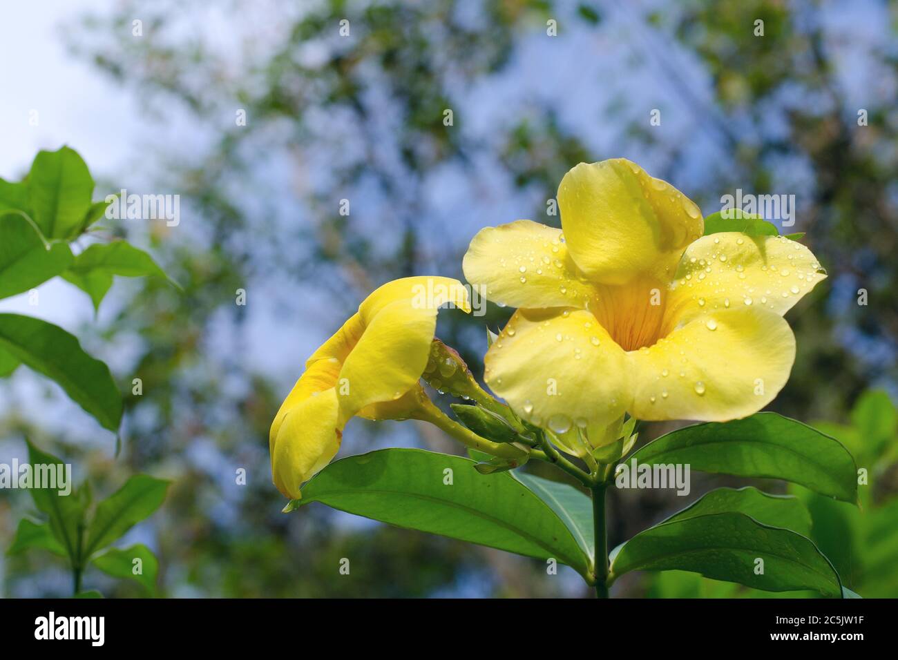 Yellow flower with morning dew drops Stock Photo