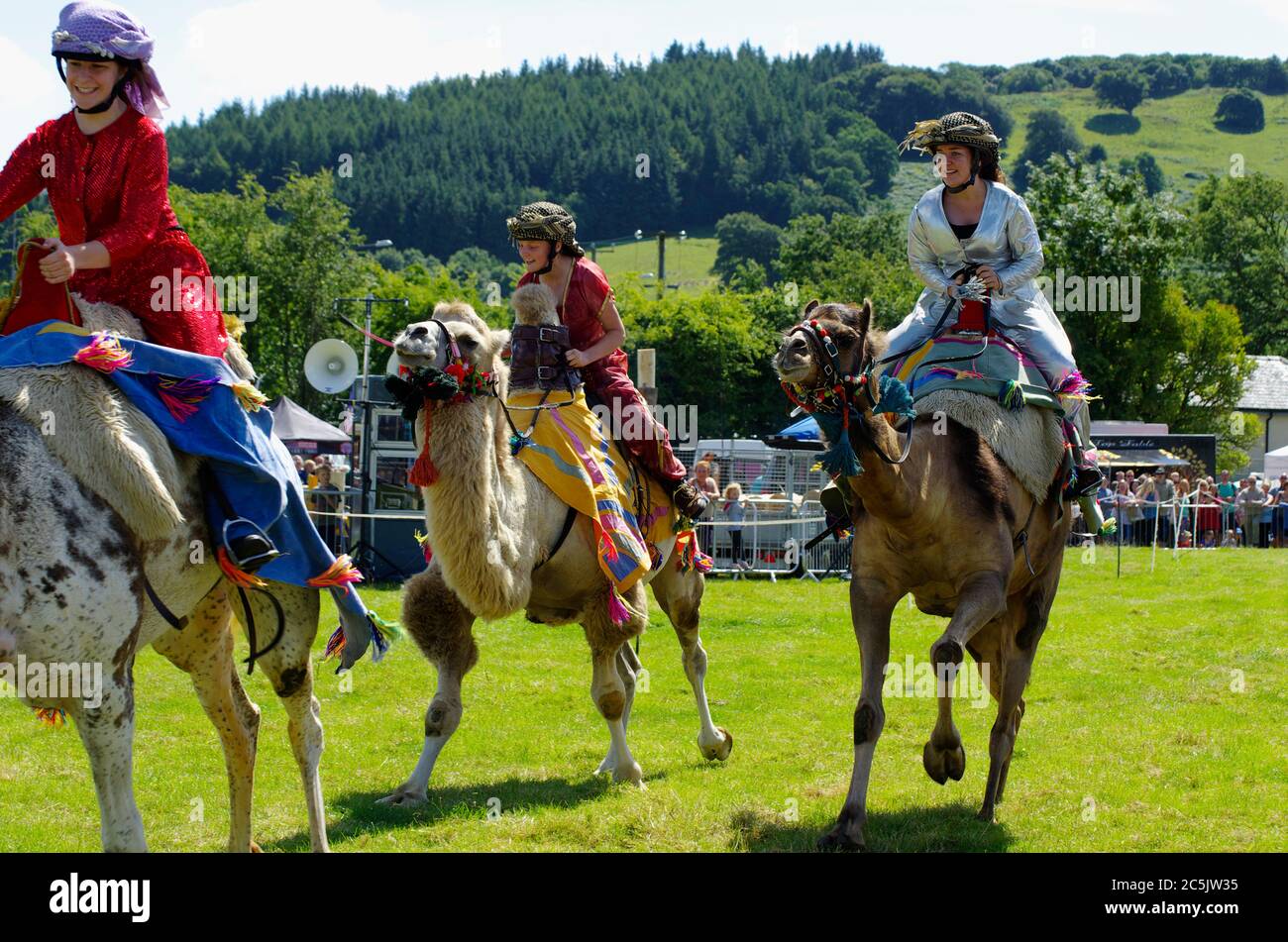 Camel Racing Bala County Show, Stock Photo