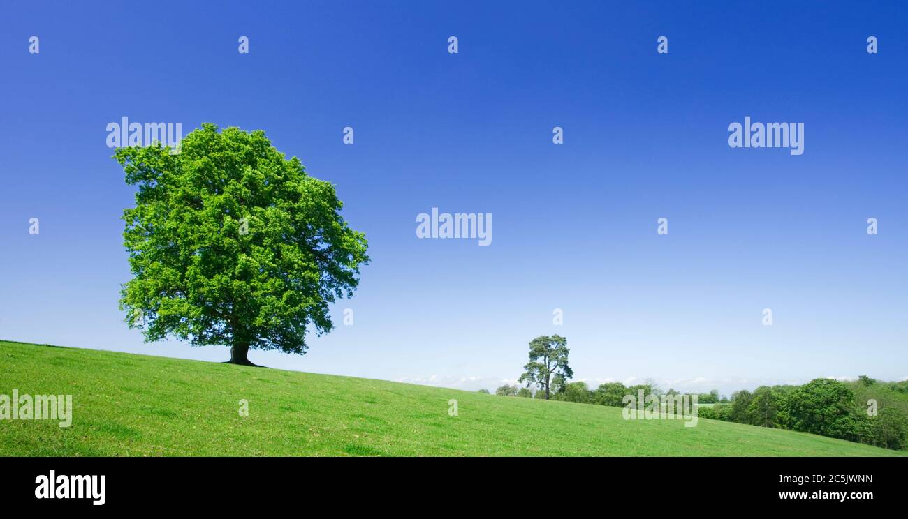 Lone oak tree in field. UK. Stock Photo