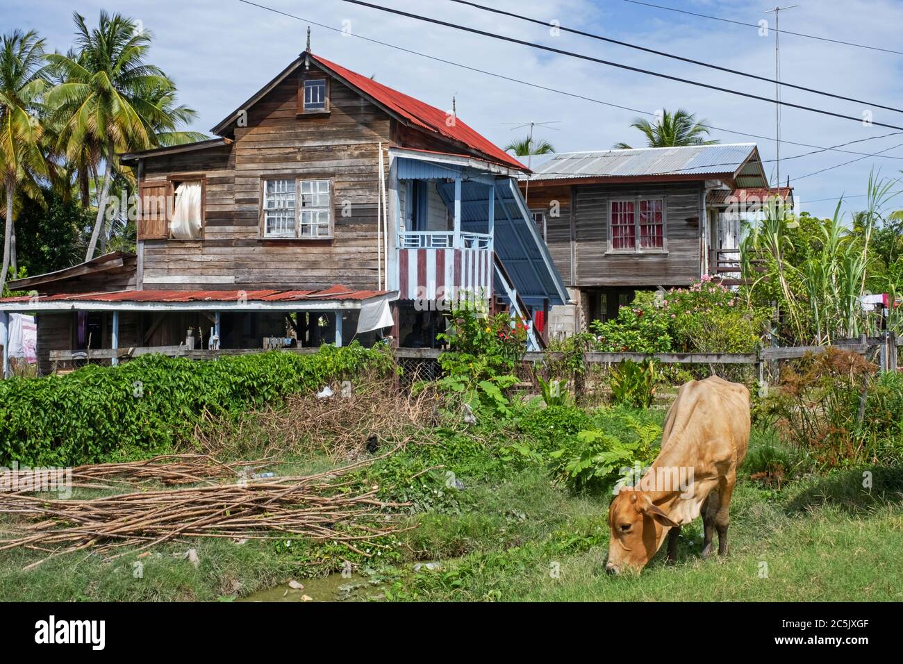 Cow grazing in front of traditional wooden houses in rural Guyana