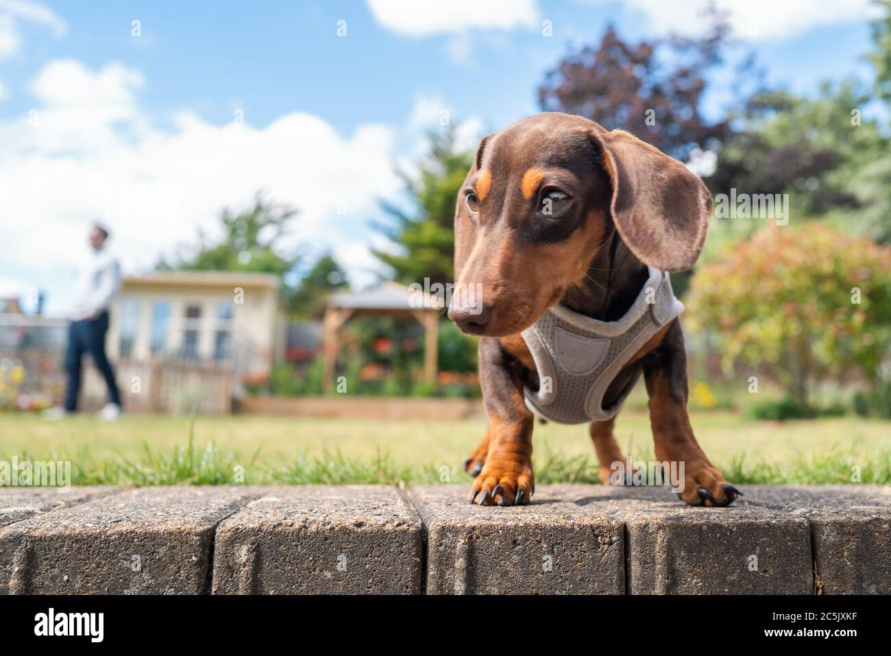 Portrait of a cute short haired  dachshund puppy wearing a harness. She is in a garden and is seen at eye level. An unrecognisable person is in soft f Stock Photo