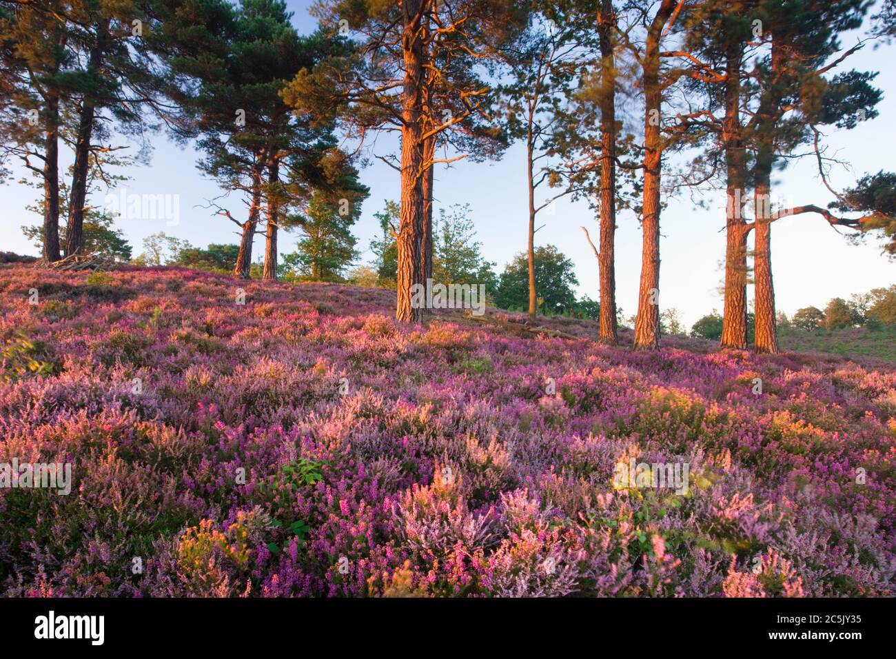Devil's Punchbowl, Surrey, UK. Heathland with Scots pines. Stock Photo