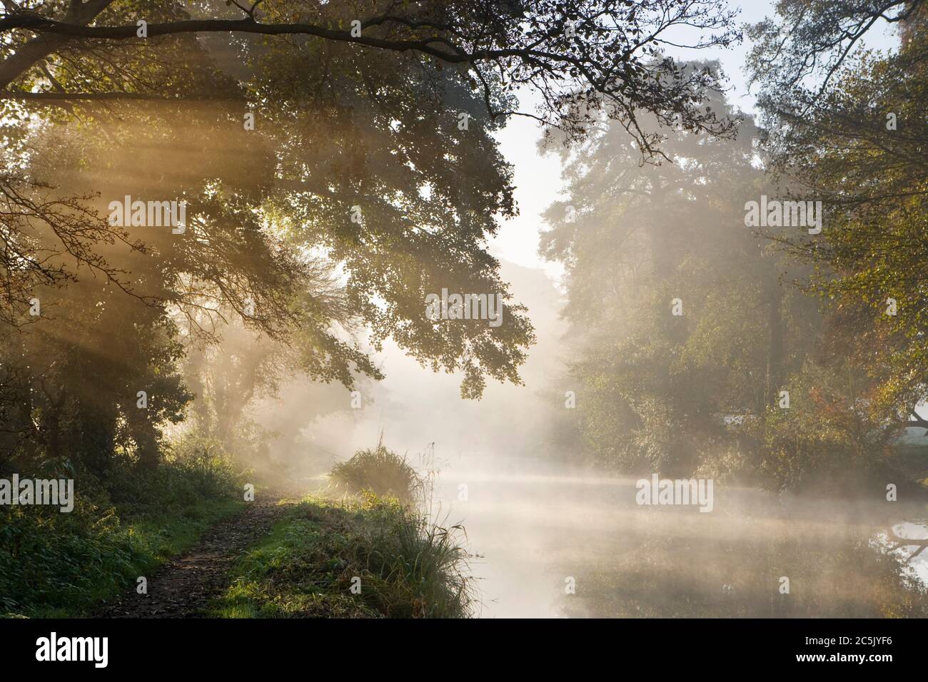 Misty dawn on River Wey near Send, Surrey, UK. Stock Photo