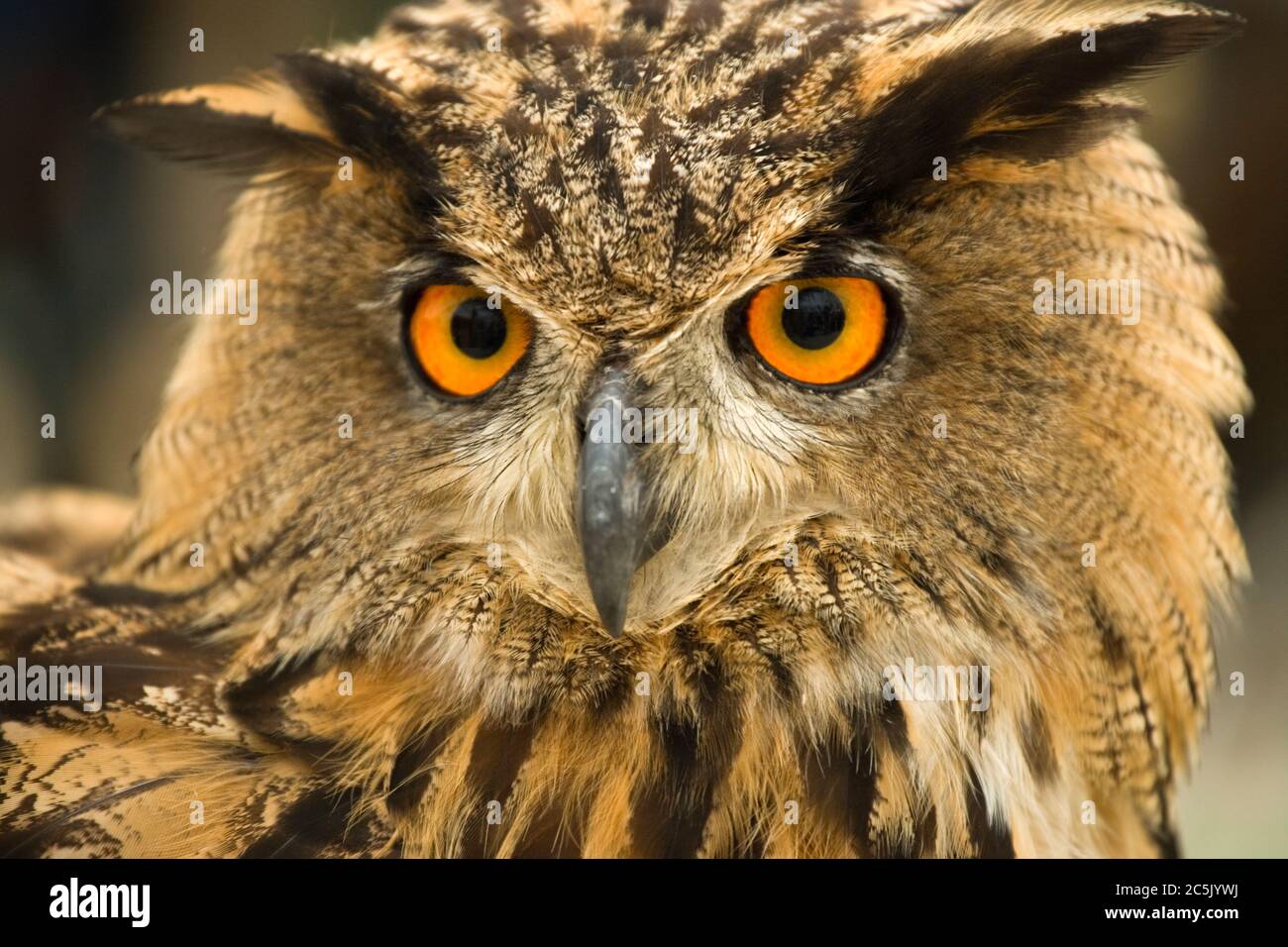 Eurasian eagle owl, Bubo bubo Stock Photo