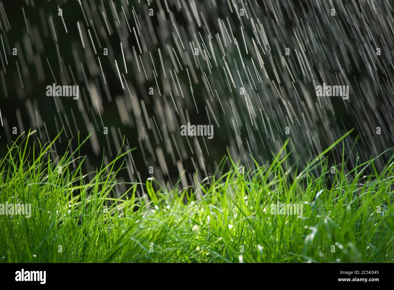 Rain on grass Stock Photo