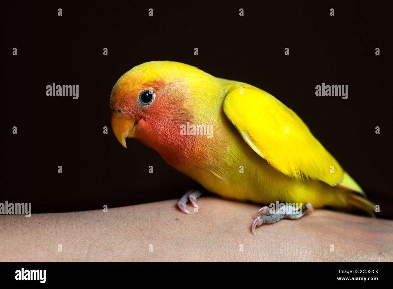 Agaponis (Lovebird) Stock Photo