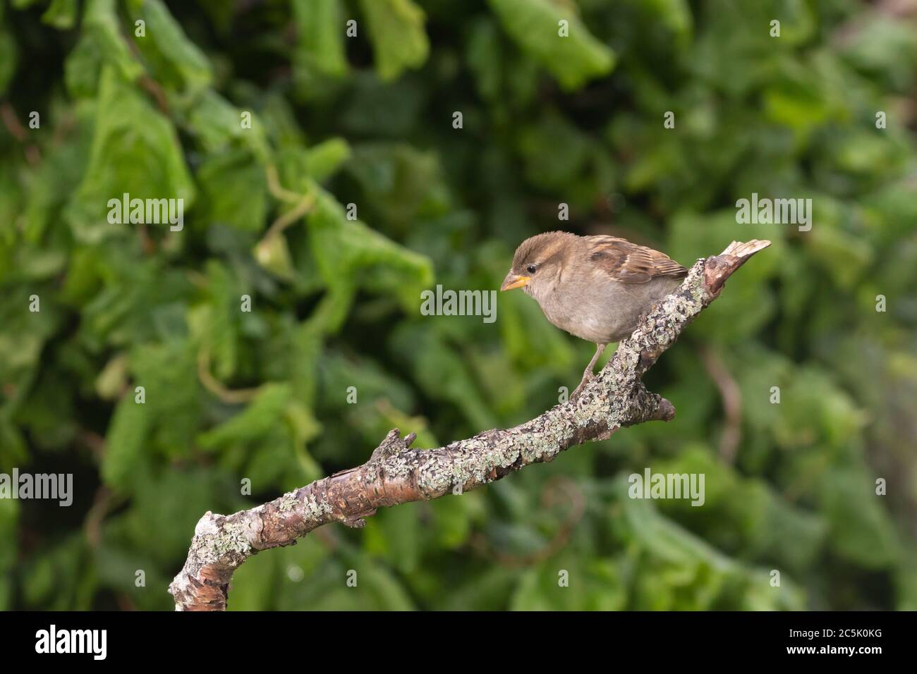 A female house sparrow on a branch in a Fife garden. Stock Photo