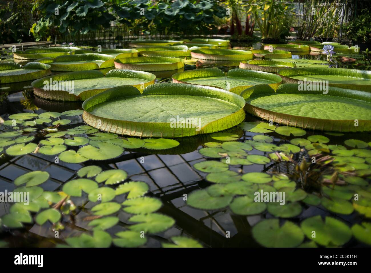 Victoria Amazonian water lily in a pool of a botanical garden Stock