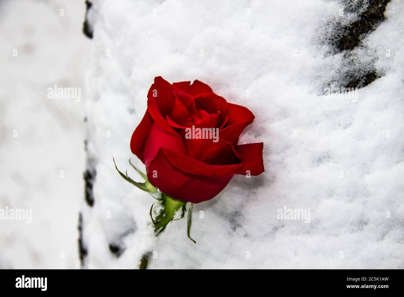 A red rose on the snow. A winter day. Rose lies in the white snow.  Beautiful Red Rose. Single red rose laying in the winter snow Stock Photo -  Alamy