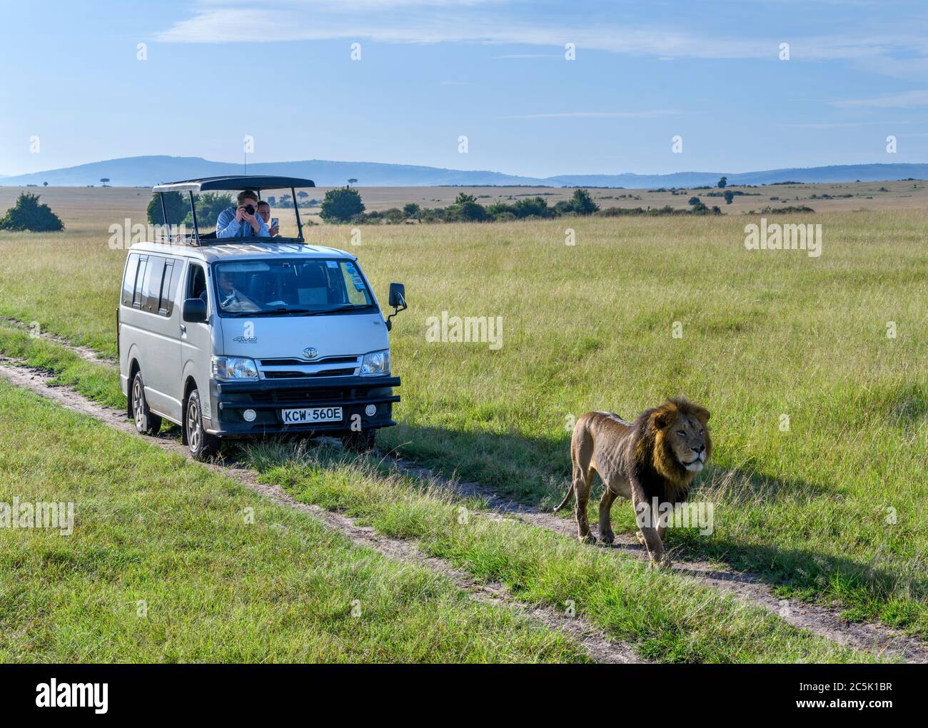 Lion (Panthera leo). Lion walking in front of tourists in a safari vehicle, Masai Mara National Reserve, Kenya, Africa Stock Photo