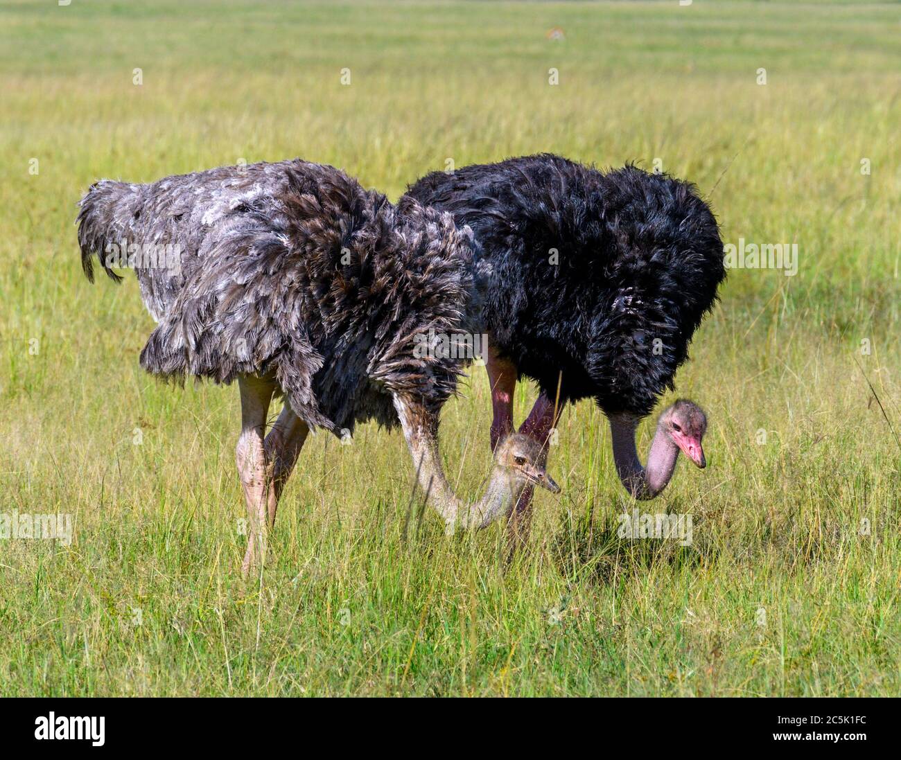 Common Ostrich (Struthio camelus). Male and female ostriches, Masai Mara National Reserve, Kenya, East Africa Stock Photo