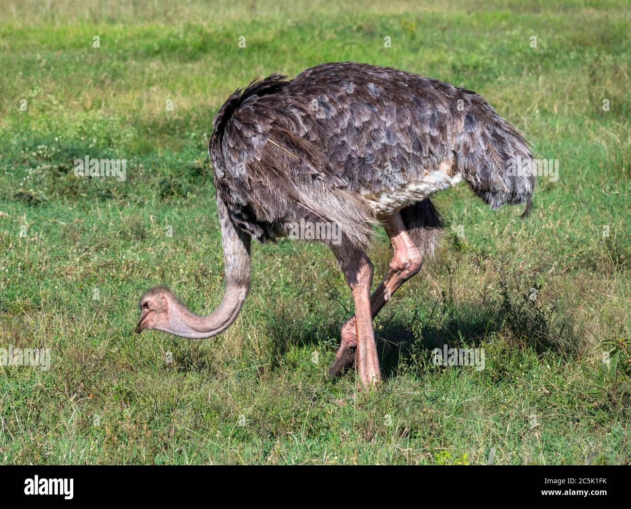 Common Ostrich (Struthio camelus). Female ostrich, Masai Mara National Reserve, Kenya, East Africa Stock Photo