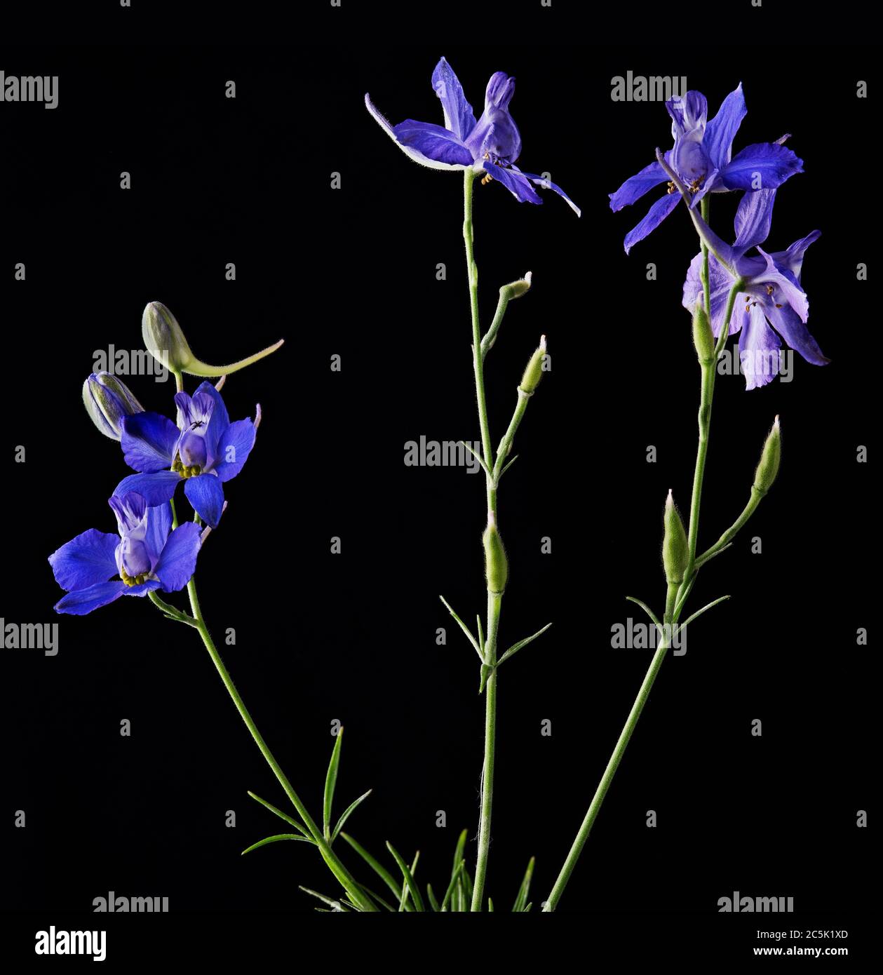 Flowers of Delphinium Stock Photo - Alamy