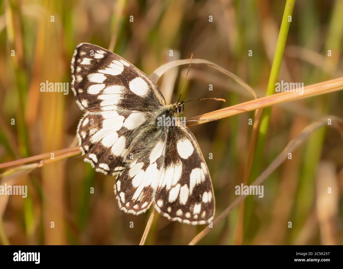 Marbled white butterfly, Melanargia galathea, perched on greenery in the British countryside, summer 2020 Stock Photo