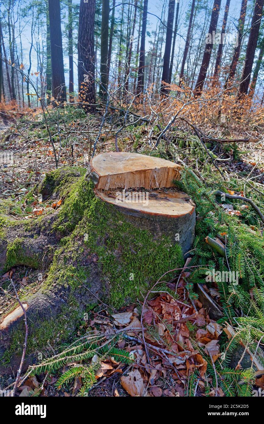 Large tree stump covered with moss in a forest Stock Photo