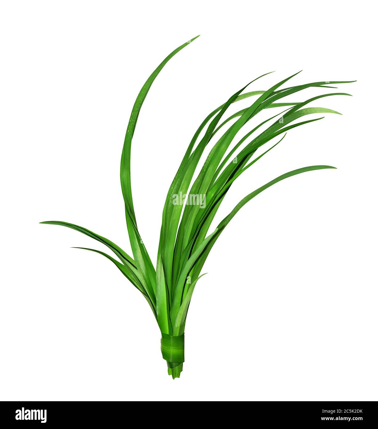 Long green stalk Cut Out Stock Images Pictures Alamy