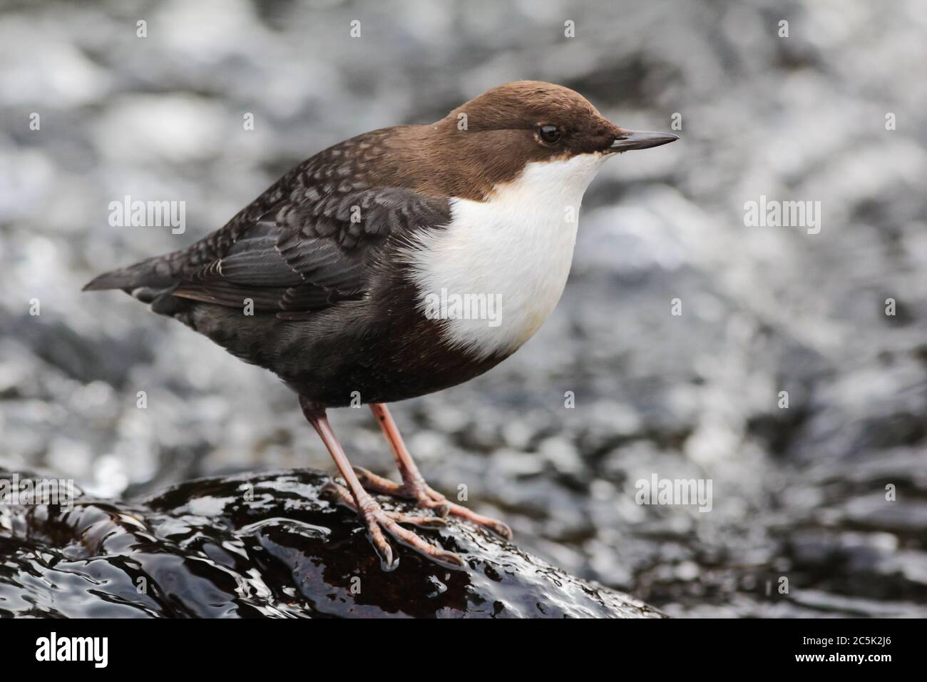 White-throated Dipper, standing on a rock in the mountain river with water in the background. Stock Photo