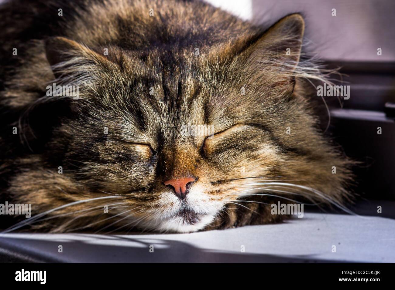 fluffy cat sleeps on a windowsill in the sun Stock Photo - Alamy
