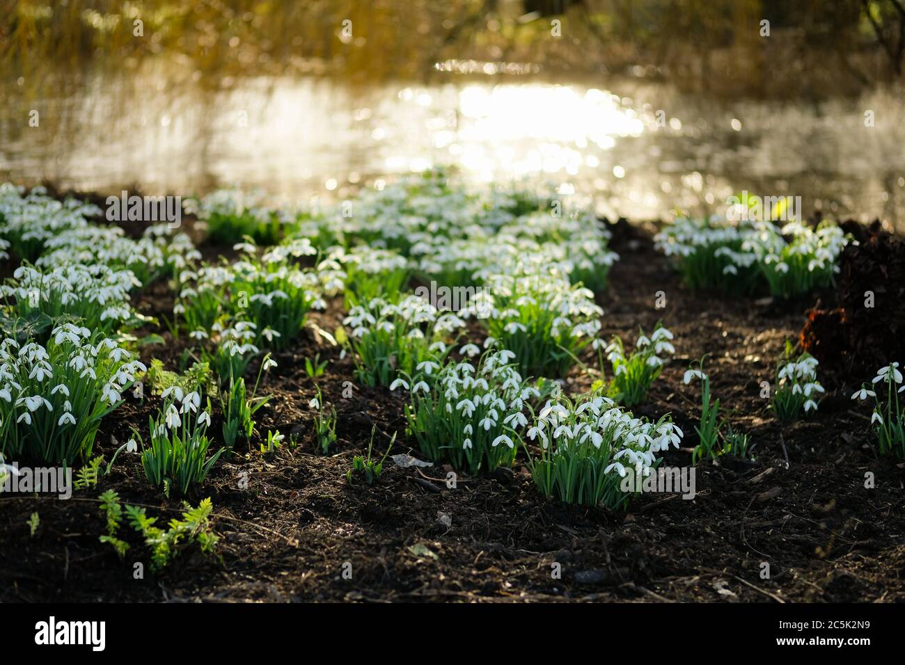 Shallow focus of nearby snowdrop flowers seen in full bloom in a public park. There are an abundance of out of focus snowdrops in the distance. Stock Photo
