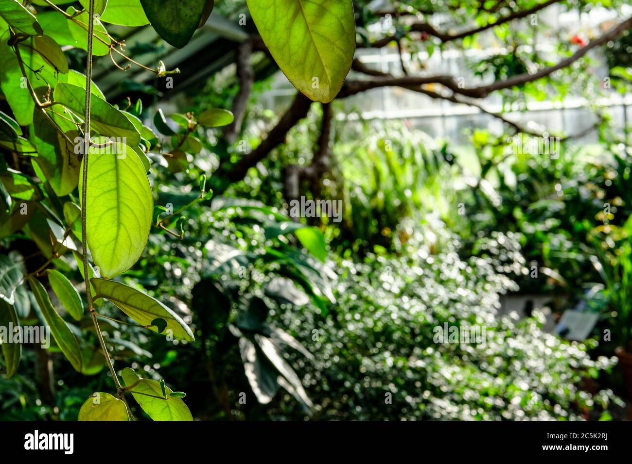 Large air plant seen growing within a hot house in a botanical gardens