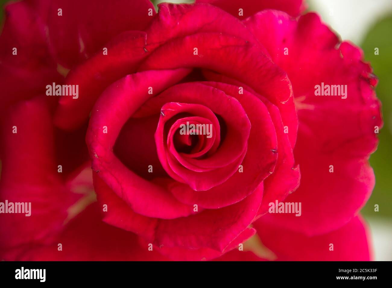 Close up of fresh red rose background Stock Photo - Alamy