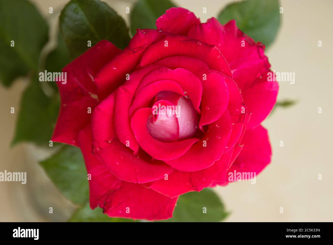 Close up of fresh red rose background Stock Photo - Alamy