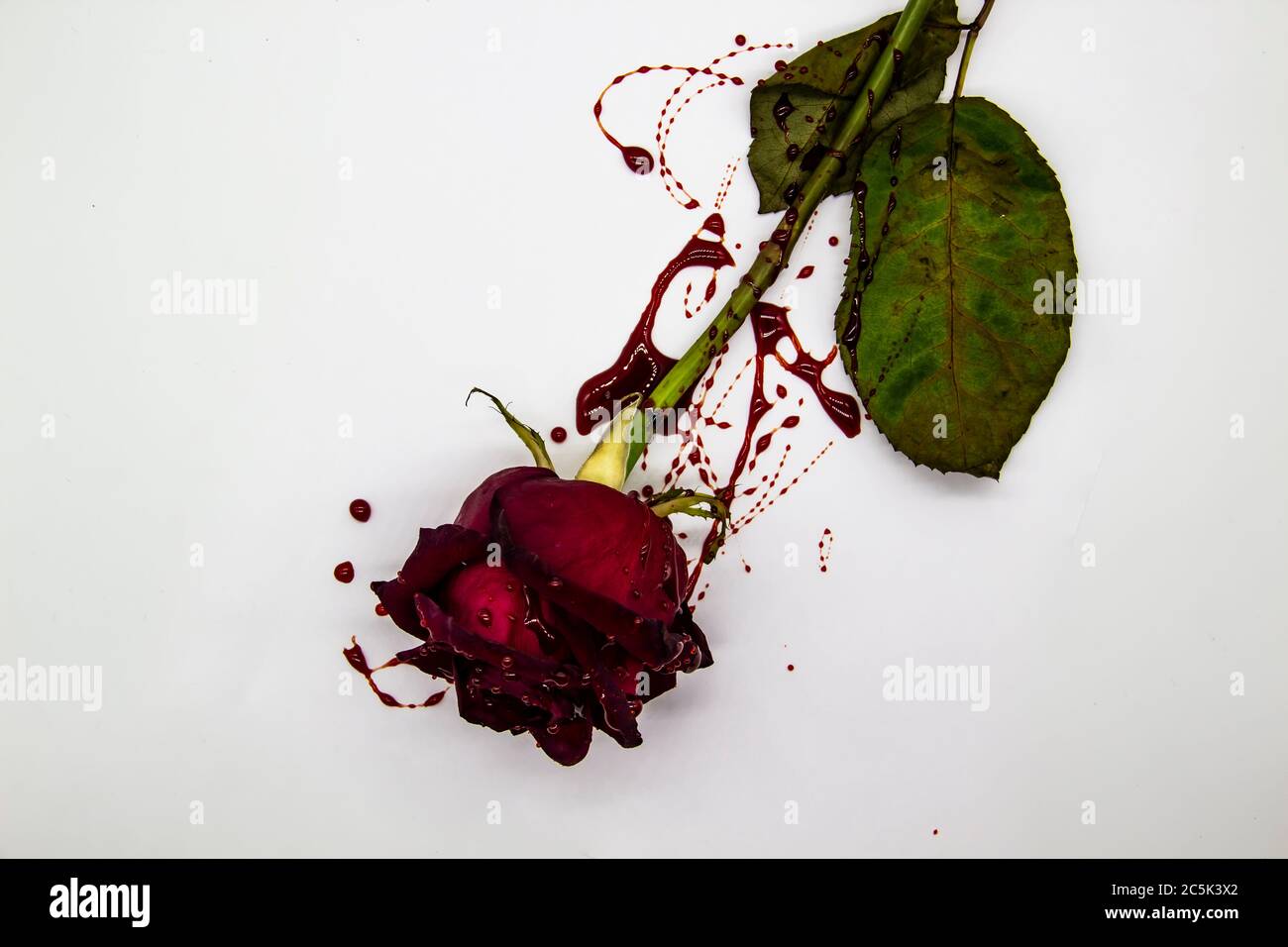 a Bloody rose on a white background. A Burgundy rose in the blood Stock  Photo - Alamy