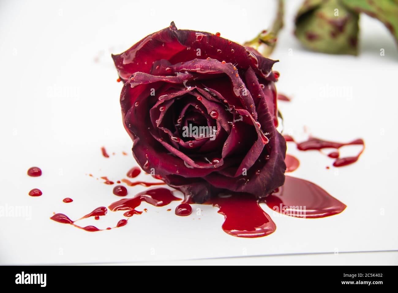 Wallpaper flower blood rose images for desktop section цветы  download