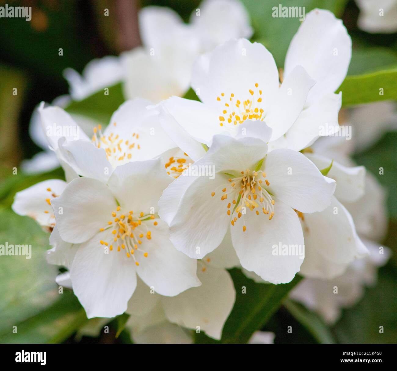 Closeup of Jasmine Flower at Blossom in Spring Stock Photo