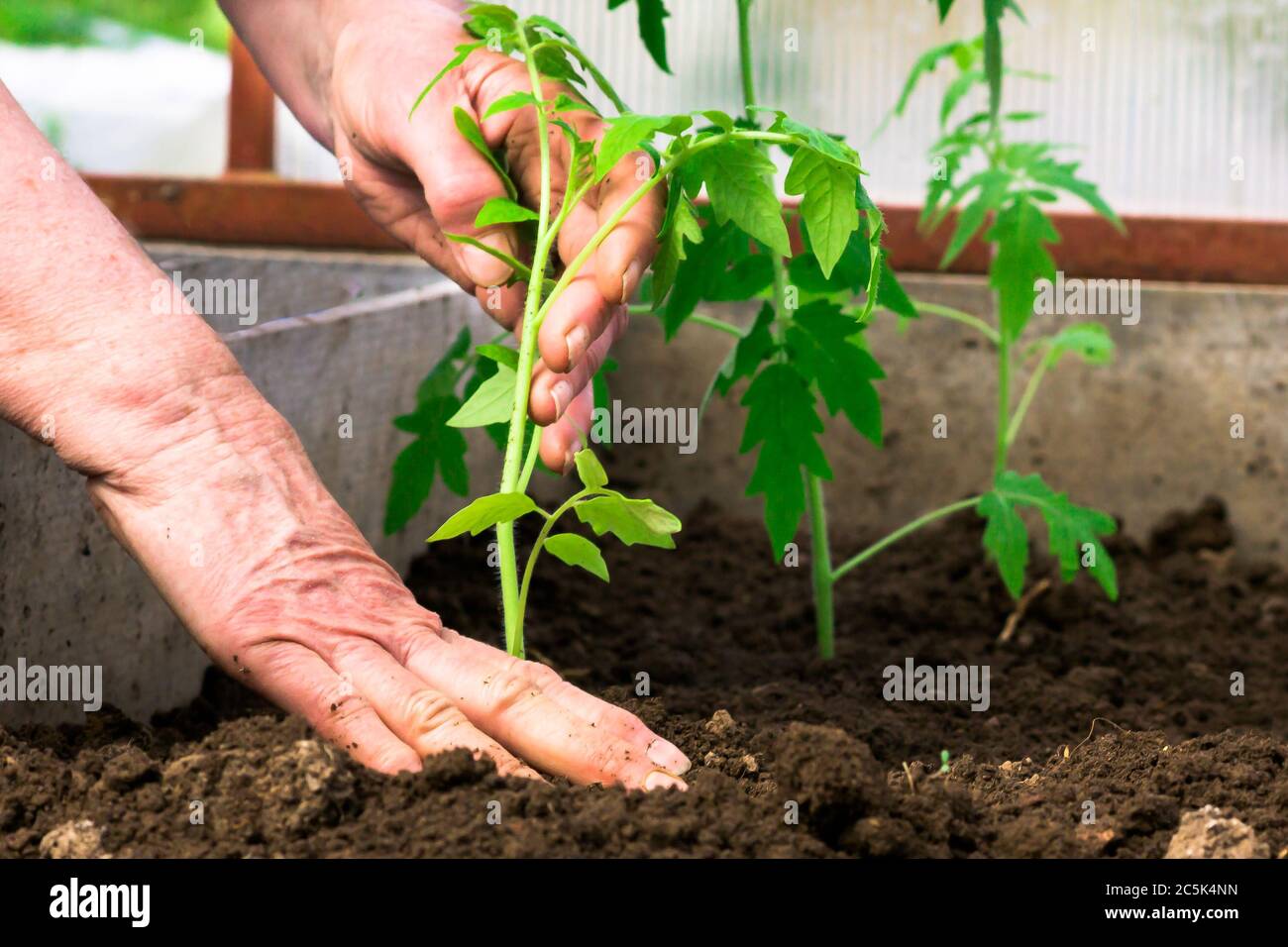 woman plants tomato seedlings in a greenhouse.female hands digging into ...