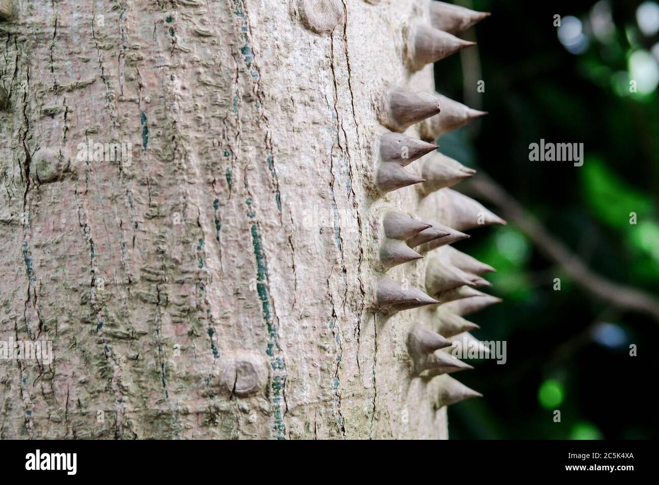 Spikes On Tree Trunk High Resolution Stock Photography and Images Alamy