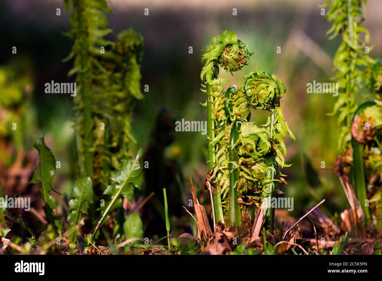 young sprouts of a fern similar to a family, in the setting sun on a blurred background, image: mom, dad and kids. Stock Photo