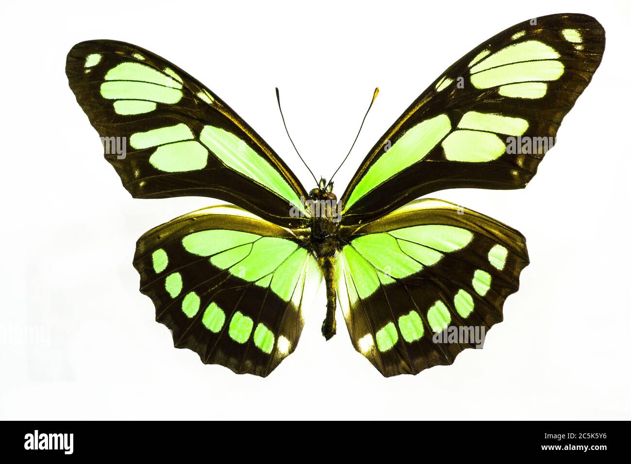 Beautiful lime green and black butterfly isolated on a white background.  The species is Philaethria Dido Longwing from South America. Stock Photo