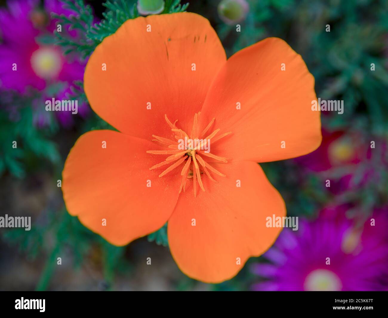 Macro photography of a California poppy flower, captured at the colonial town of Chiquiza, in the Central Boyacá Province, part of the Colombian Depar Stock Photo