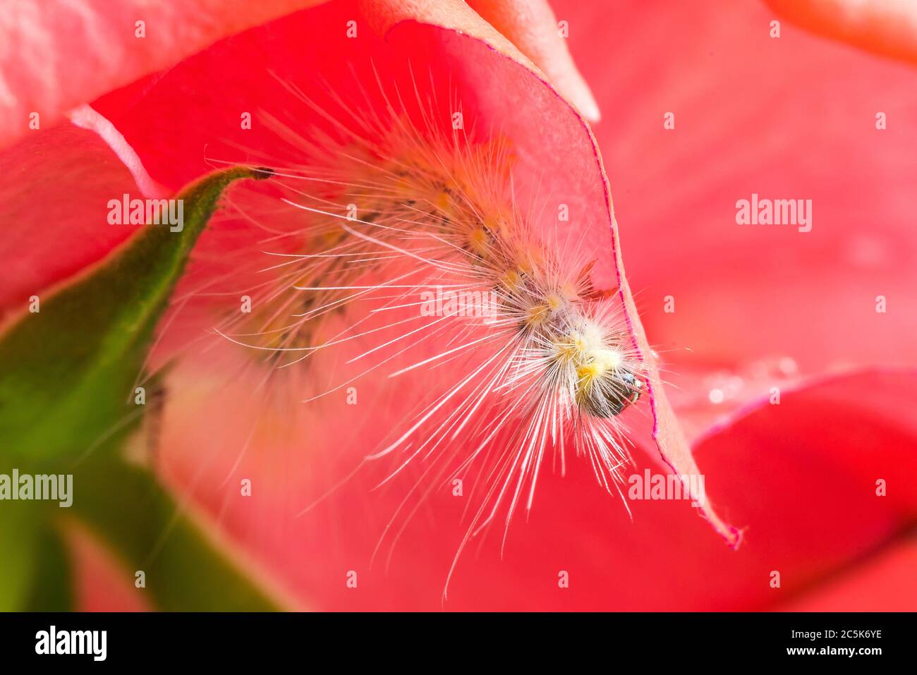 A beautiful caterpillar on the petals of a hybrid tea rose. Stock Photo