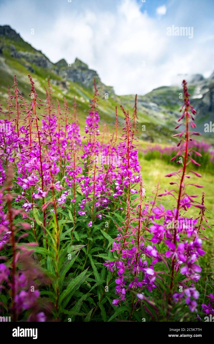 Blooming scenery hi-res stock photography and images - Alamy