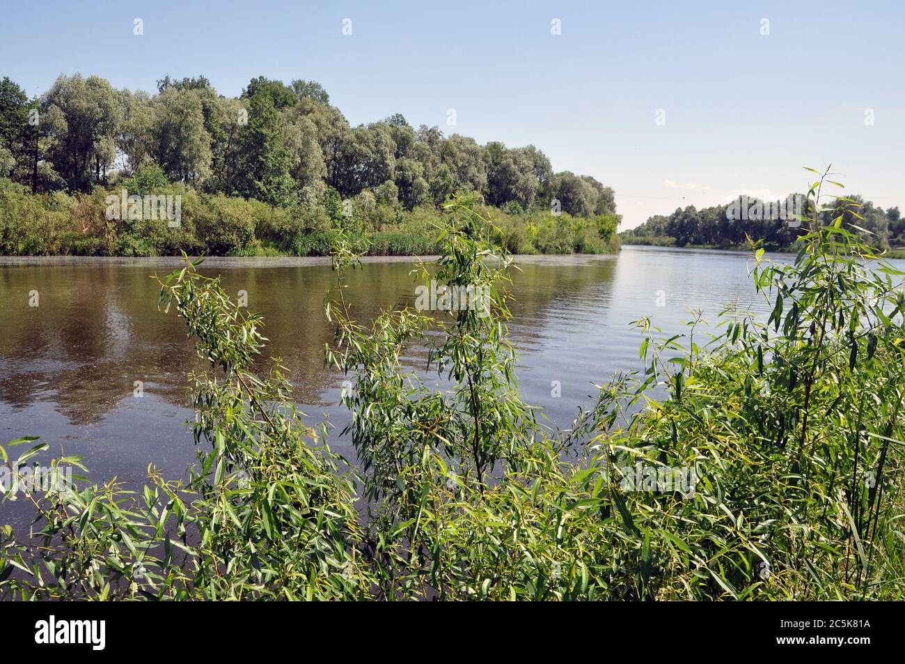 Landscape overlooking the river on a calm summer day. Pripyat River. Stock Photo