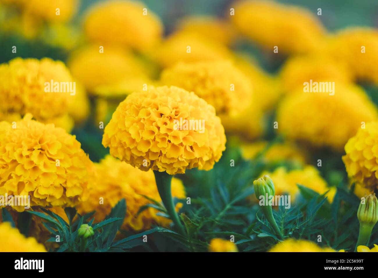 Field of yellow marigolds, bright flowers in the garden. Floral wallpaper,  nature background. Tagetes erecta, African calendula from the sunflower fam  Stock Photo - Alamy
