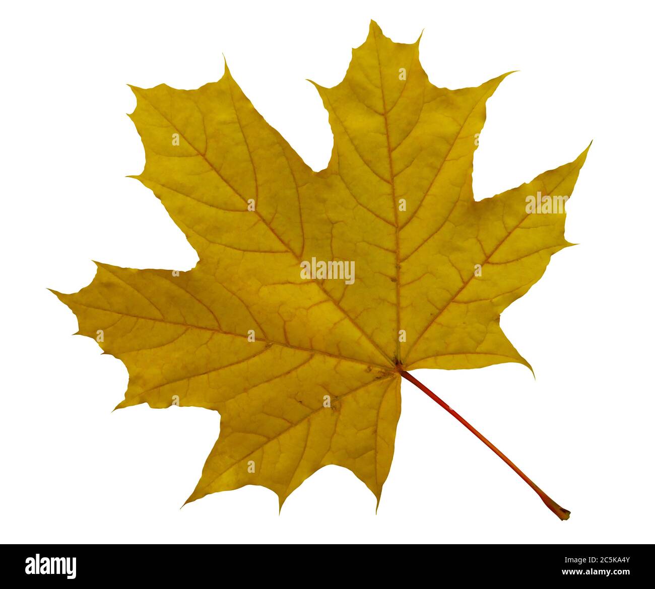 Yellow Maple Leaf Isolated On White. Clipping Path Included Stock Photo 